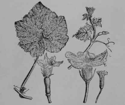 Fig. 83. Winter Crook neck Squash (Cucurbita moschata, Gourd Family, Cucurbitaceoe). Leaf. Flowering branch. Pistillate flower. Staminate flower. Staminate flower bud, showing leaf like sepals. (Nicholson.)  Plant similar to the preceding species, but soft hairy and the leaves often with silvery spots; fruit variously colored.