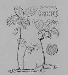 Fig. 147. Wintergreen (Gaultheria procumbens, Heath Family, Ericaceae). Plant in flower and fruit, reduced. Corolla with attached stamens spread out. Pod, cut across. (Britton and Brown.) An undershrub growing about 5 15 cm. tall; leaves evergreen; flowers white; fruit bright red, consisting of the fleshy aromatic calyx enclosing a dry pod. Native home, North America.