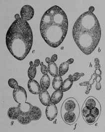 Fig. 151. Yeast (Saccharomyces cerevisice, Yeast Family, Saccharomycetaceoe). a, a single beer yeast plant; greatly magnified; b, same sending forth a bud like protrusion; c, same with bud more developed and a second one appearing; d, a colony produced by such budding without separation; e, a yeast plant divided into four within the enveloping wall; f, a plant dividing into two, each with a wall of its own, and thus able to resist adverse conditions for a long while; g, a cluster of four such resistant plants, one of which upon the return of favorable conditions is producing a budding colony; h, such a colony farther advanced. (Luerssen, Reese.) Beer yeast, the form here shown  used not only for beer but for bread is not found wild; but the closely similar wine yeast occurs regularly upon the surface of grapes and (in its resistant form in the soil of vineyards) so does not have to be added to the grape must in making wine. The plant is very pale brown or colorless.