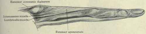 FIg. 363.   Lateral view of the extensor tendons of the finger.