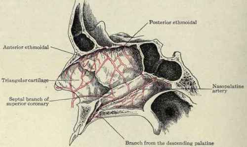 Fig. 119.   Arteries supplying the septum of the nose.