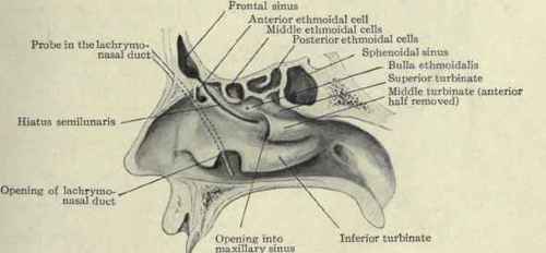 Fig. 122.   View of outer wall of the nose and accessory cavities.