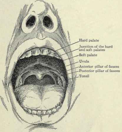 Fig. 133.   Interior of the mouth.