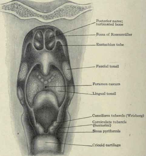 Fig. 134.   View of pharynx, looking forward; posterior wall removed, showing the posterior nares, base of tongue, and opening of the larynx.