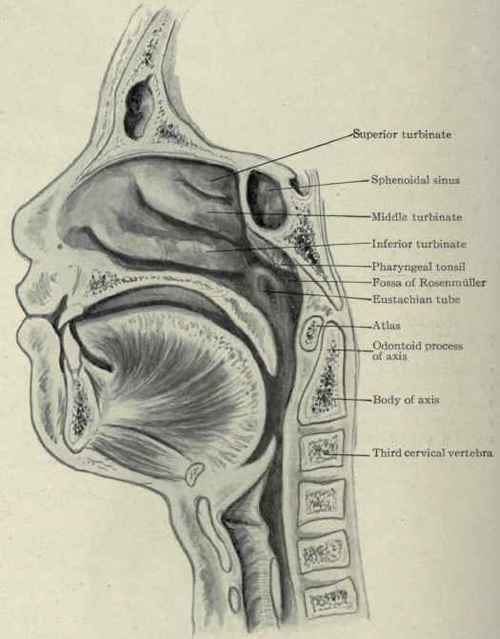 Fig. 151.   Anteroposterior frozen section, showing a lateral view of the pharynx and the relation of the various neighboring structures.