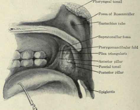 Fig. 155.   Lateral view of the pharyngeal region.