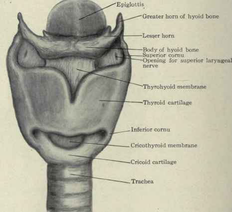 Fig. 157.   Anterior view of hyoid bone and larynx.