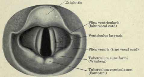 Fig. 160.   View of the larynx as seen in the laryngeal mirror.