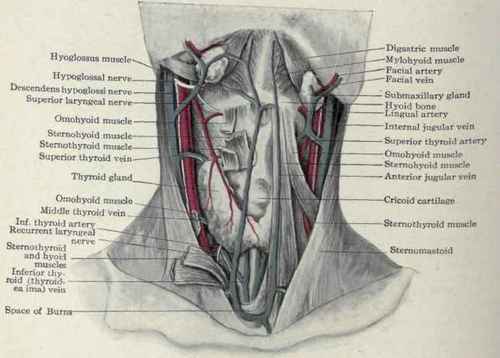 Fig. 168.   Dissection of the deep structures of the front of the neck.