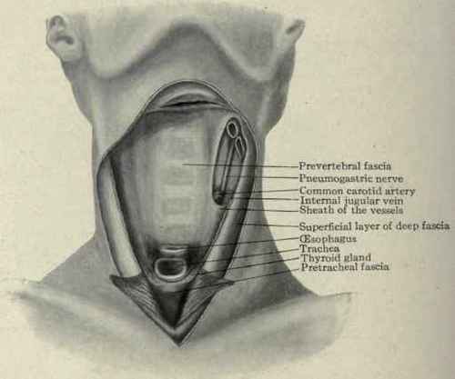 Fig 178.   Deep cervical fascia. The pharynx and larynx have been cut away, exposing the prevertebral and pretracheal layers.