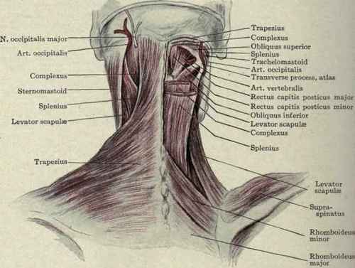 Fig. 182.   Superficial and deep structures of the back of the neck, showing the suboccipital triangle, formed by the rectus capitis posticus major, obliquus superior and obliquus inferior: the suboccipital nerve emerges from just beneath the art. vertebralis.