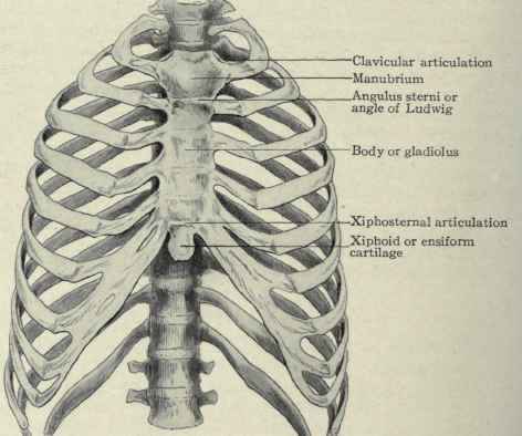 Fig. 192.   The bony thorax.