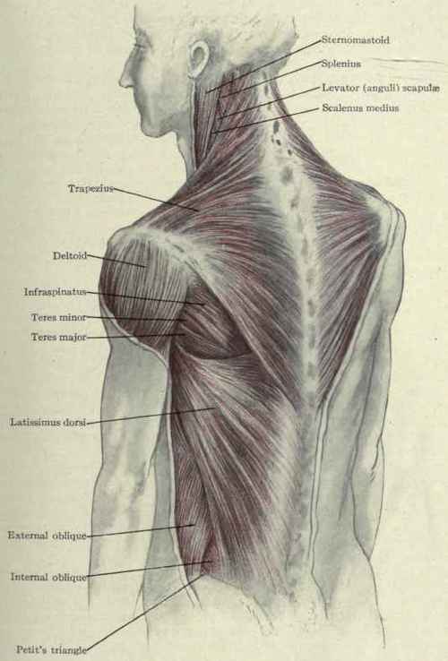Fig. 203.   Muscles of the back.
