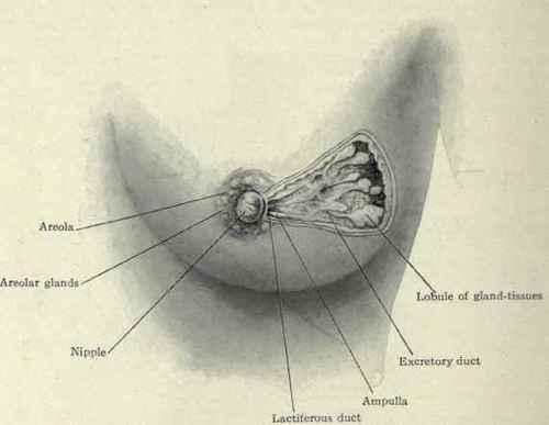 Fig. 205.   The secreting structure of the breast. (Piersol).