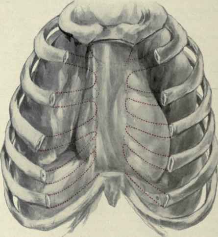 Fig. 218.   View of the pericardium, slightly distended, and its relations to the bony thorax.