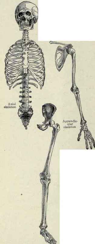 Fig. 226.   The bones of the head and trunk forming the axial skeleton and those of the upper and lower extremities constituting the appendicular skeleton.