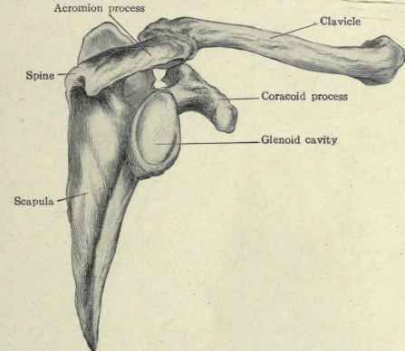 Fig. 227.   Shoulder girdle of man.