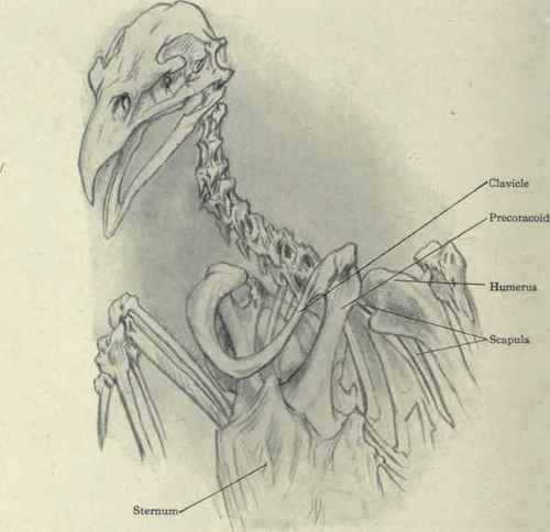 Fig. 229.   Shoulder girdle in birds. Skeleton of an eagle, from the Wistar Institute: the clavicle, precoracoid, and scapula form the shoulder girdle; the two clavicles have fused in the median line, forming what is commonly called the 