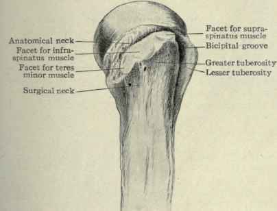 Fig. 234.   Outer surface of upper end of humerus.