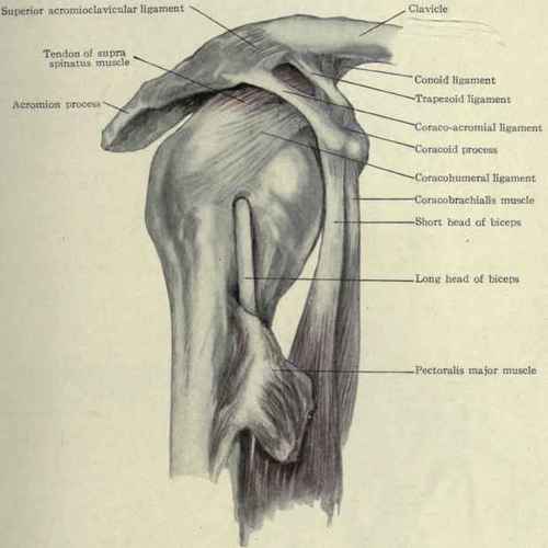 Fig. 236.   Acromioclavicular and shoulder joints.