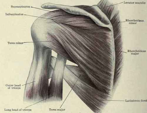 The Muscles Of The Region Of The Shoulder