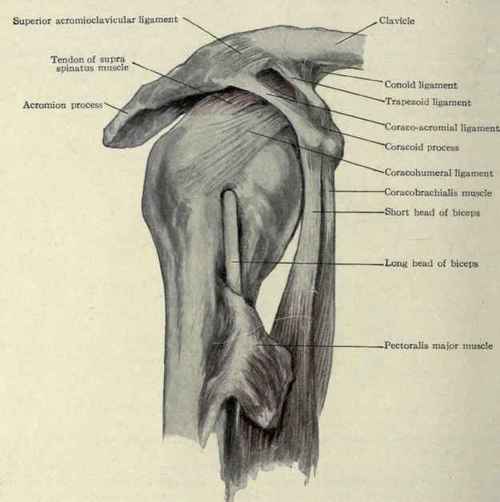Fig. 267.   Acromioclavicular and shoulder joints.