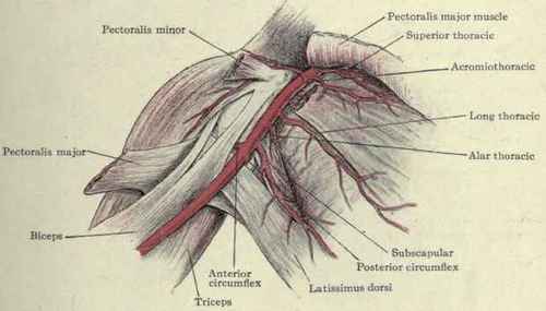 Fig. 271.   Diagrammatic view of axillary artery and its branches.