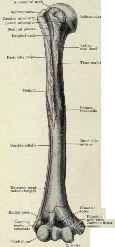 Fig. 277.   Anterior surface of humerus, showing attachment of muscles.