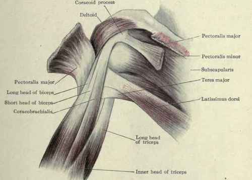 Fig. 279.   Muscles of the anterior and internal aspects of the region of the shoulder.