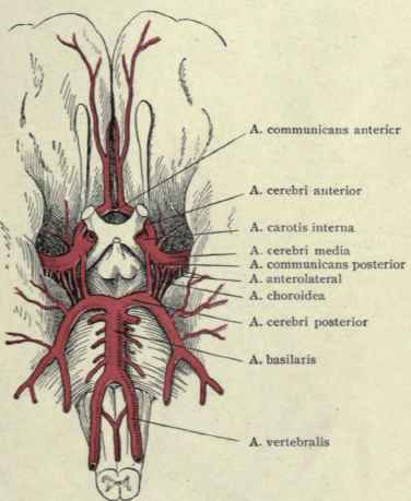 Fig. 29.   Circulus arteriosus or circle of Willis.