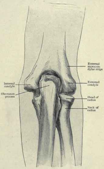 Fig. 293.   Posterior view of bones of elbow.