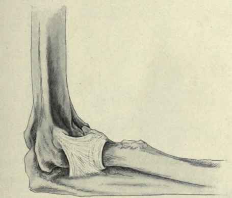 Fig. 295.   The external lateral ligament of the elbow joint