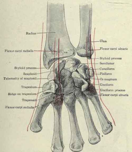 Fig. 360.   Anterior view of the bones of the carpus and metacarpus, showing insertion of the two carpal flexor muscles.