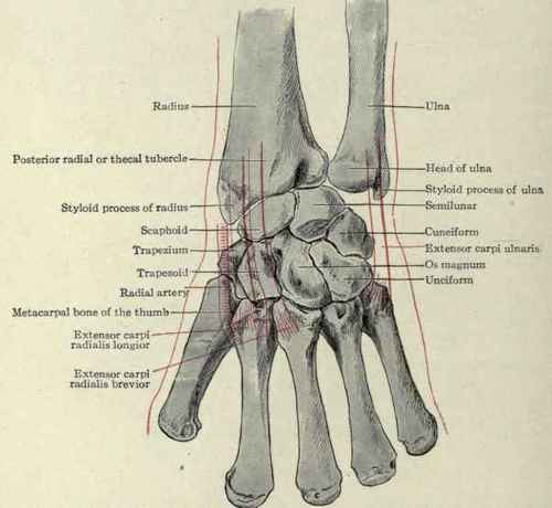 Fig. 361.   Posterior view of the bones of the carpus and metacarpus, showing the insertion of the three carpal extensor muscles.
