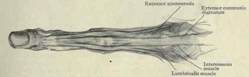 Fig. 364.    Dorsal view of the extensor tendons of the finger.