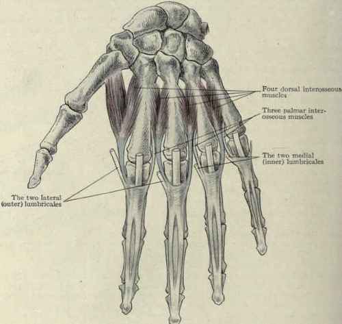 Fig. 367.   Showing the mode of insertion of the interosseous and lumbrical muscles.