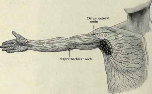 Fig. 382.   Superficial lymphatic vessels of upper limb; semidiagrammatic. (Based on figures of Sappey).
