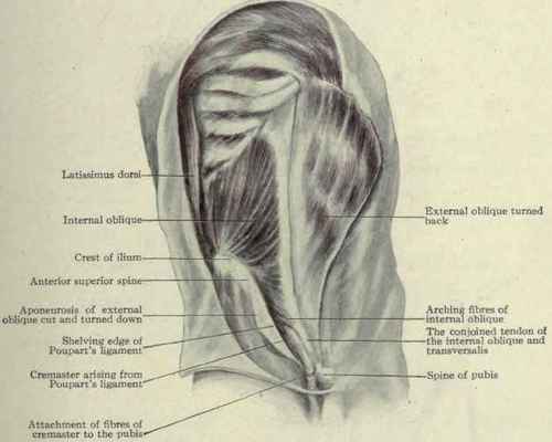 Fig. 389.   Internal oblique muscle.