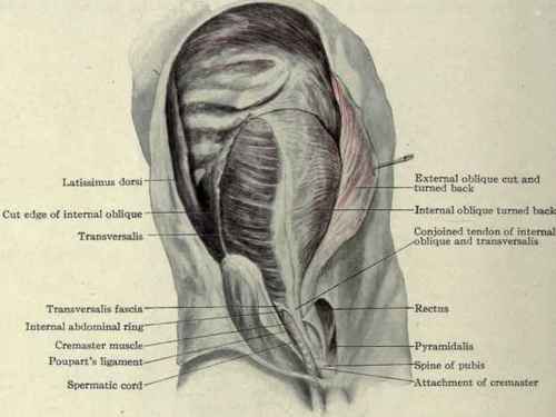 Fig. 390.   Transversalis muscle.