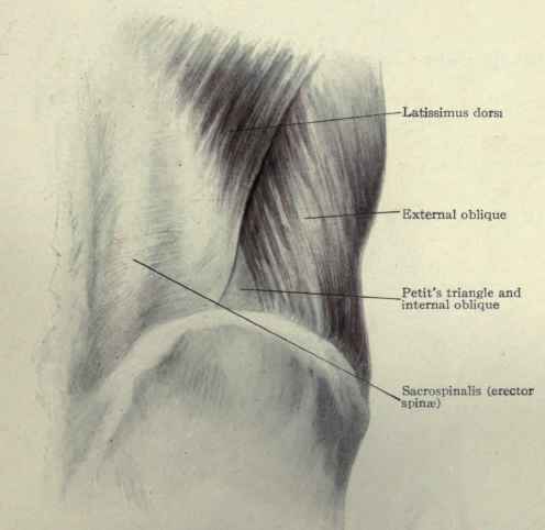 Fig. 407.   The lumbar region, superficial view.