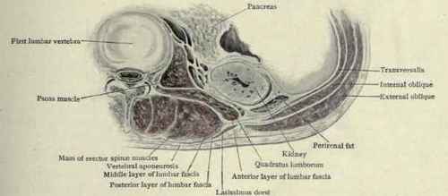 Fig. 410.   Transverse section of the lumbar region, showing the lumbar fascias and muscles.