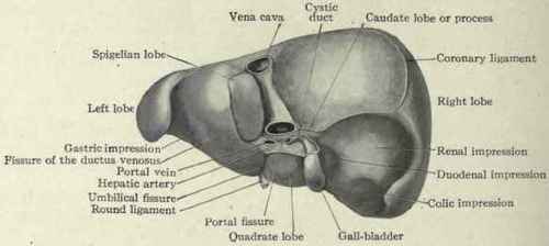 Fig. 429.   View of the posterior and inferior surfaces of the liver.