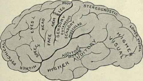 Fig. 43.   Diagram illustrating the probable functions of the lateral surface of the brain.