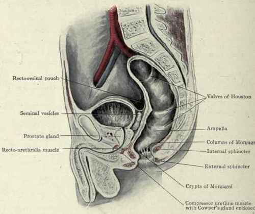 Fig. 445.   Rectum and anal canal.