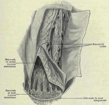 Fig. 447.   Lymphatics of rectum. (Gerota).