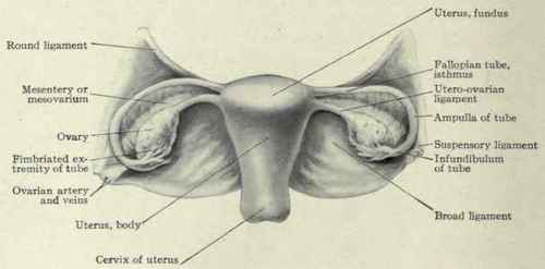 Fig. 459.   The uterus, ovaries, and tubes.