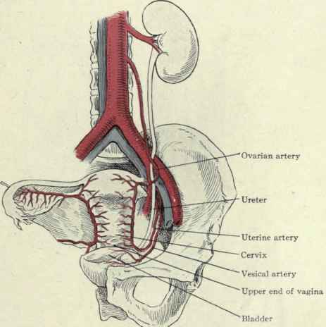 Fig. 460.   The ureter, ovarian artery, and uterine artery; showing their relation to the pelvic organs.