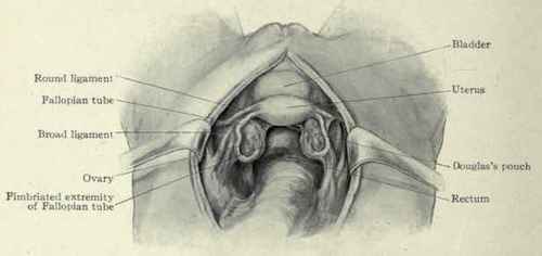Fig. 463.   View of the interior of the female pelvis in the Trendelenburg position.