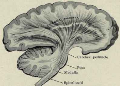 Fig. 47.   The corona radiata or projection fibres which connect the cortex above with the thalamus, corpus striatum, tegmental region, pons, medulla, and spinal cord below. These fibres go to form the internal capsule.