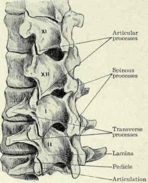 Fig. 485.   Showing the method of articulation of the eleventh and twelfth dorsal and the first and second lumbar vertebrae.